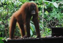 Meet Orang-Utans In Borneo